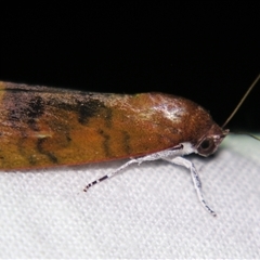 Maurilia iconica (A Noctuoid moth (Chloephorinae) at Abergowrie, QLD - 20 Oct 2008 by PJH123