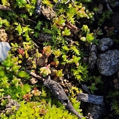 Crassula sp. at Hawker, ACT - 29 Jun 2025 11:16 AM