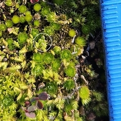 Crassula sp. at Hawker, ACT - 29 Jun 2025 11:16 AM