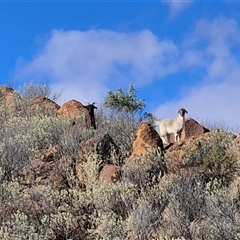 Capra hircus (Goat, Feral Goat) at Tibooburra, NSW - Yesterday by MB