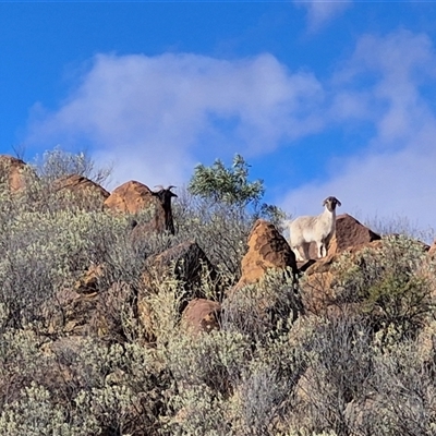 Capra hircus (Goat, Feral Goat) at Tibooburra, NSW - Yesterday by MB