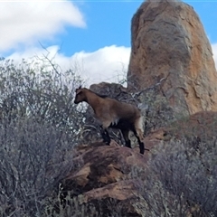 Capra hircus at Tibooburra, NSW - 1 Jul 2025 02:56 PM