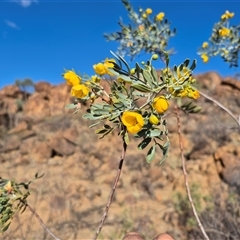 Senna glutinosa subsp. pruinosa at Tibooburra, NSW - 1 Jul 2025 03:14 PM