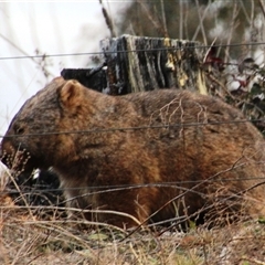 Vombatus ursinus (Bare-nosed Wombat) at Denman Prospect, ACT - 30 Jun 2025 by Jennybach