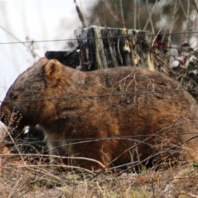 Vombatus ursinus (Bare-nosed Wombat) at Denman Prospect, ACT - 30 Jun 2025 by Jennybach