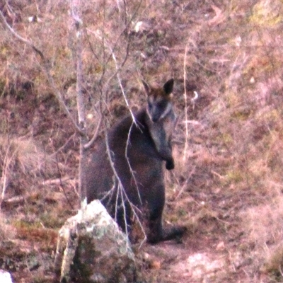 Wallabia bicolor (Swamp Wallaby) at Denman Prospect, ACT - 30 Jun 2025 by Jennybach