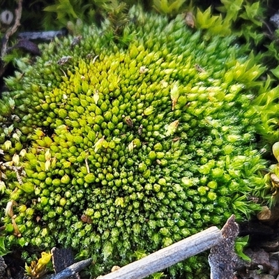Unverified Moss, Liverwort or Hornwort at Hawker, ACT - 29 Jun 2025 by sangio7