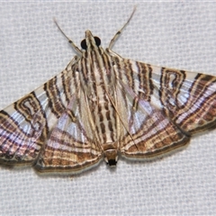 Glyphodes multilinealis (Fig Tiger Moth (Spilomelini) at Abergowrie, QLD - 20 Oct 2008 by PJH123