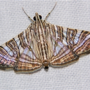 Glyphodes multilinealis (Fig Tiger Moth (Spilomelini) at Abergowrie, QLD - 20 Oct 2008 by PJH123