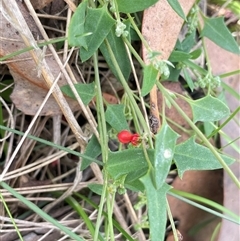 Einadia nutans subsp. nutans (Climbing Saltbush) at Jerangle, NSW - 7 Feb 2024 by JaneR