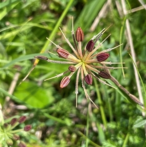 Oreomyrrhis eriopoda (Australian Carraway) at Jerangle, NSW - 7 Feb 2024 by JaneR