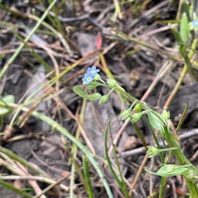 Myosotis laxa subsp. caespitosa (Water Forget-me-not) at Jerangle, NSW - 7 Feb 2024 by JaneR