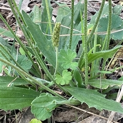 Plantago varia (Native Plaintain) at Jerangle, NSW - 7 Feb 2024 by JaneR