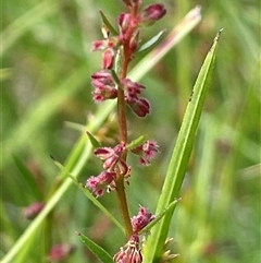Haloragis heterophylla (Variable Raspwort) at Jerangle, NSW - 7 Feb 2024 by JaneR