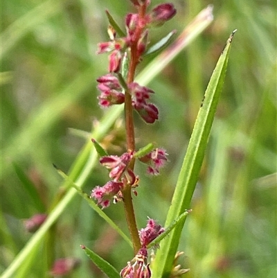 Haloragis heterophylla (Variable Raspwort) at Jerangle, NSW - 7 Feb 2024 by JaneR