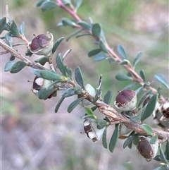 Leptospermum myrtifolium (Myrtle Teatree) at Jerangle, NSW - 7 Feb 2024 by JaneR