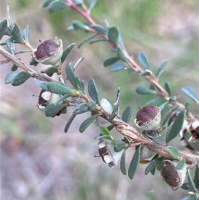 Leptospermum myrtifolium (Myrtle Teatree) at Jerangle, NSW - 7 Feb 2024 by JaneR