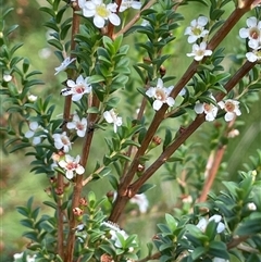 Baeckea utilis (Mountain Baeckea) at Jerangle, NSW - 7 Feb 2024 by JaneR