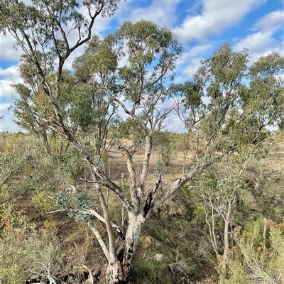 Eucalyptus bridgesiana (Apple Box) at Denman Prospect, ACT - 30 Jun 2025 by Jennybach