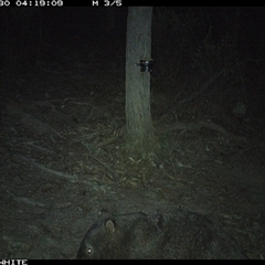 Vombatus ursinus (Bare-nosed Wombat) at Crowther, NSW - 30 Apr 2025 by Frecko