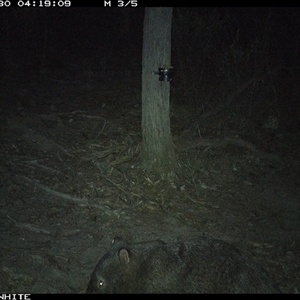 Vombatus ursinus (Bare-nosed Wombat) at Crowther, NSW - 30 Apr 2025 by Frecko