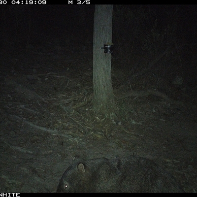 Vombatus ursinus (Bare-nosed Wombat) at Crowther, NSW - 30 Apr 2025 by Frecko