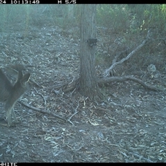 Macropus giganteus (Eastern Grey Kangaroo) at Crowther, NSW - 24 Apr 2025 by Frecko