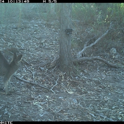 Macropus giganteus (Eastern Grey Kangaroo) at Crowther, NSW - 24 Apr 2025 by Frecko