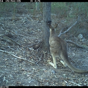 Macropus giganteus (Eastern Grey Kangaroo) at Crowther, NSW - 24 Apr 2025 by Frecko