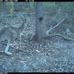 Macropus giganteus (Eastern Grey Kangaroo) at Crowther, NSW - 25 Apr 2025 by Frecko