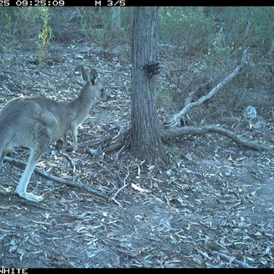Macropus giganteus (Eastern Grey Kangaroo) at Crowther, NSW - 25 Apr 2025 by Frecko