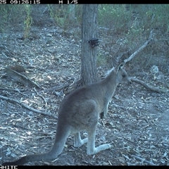 Macropus giganteus at Crowther, NSW - 25 Apr 2025 09:26 AM