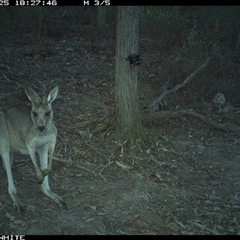 Macropus giganteus (Eastern Grey Kangaroo) at Crowther, NSW - 25 Apr 2025 by Frecko
