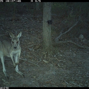 Macropus giganteus (Eastern Grey Kangaroo) at Crowther, NSW - 25 Apr 2025 by Frecko