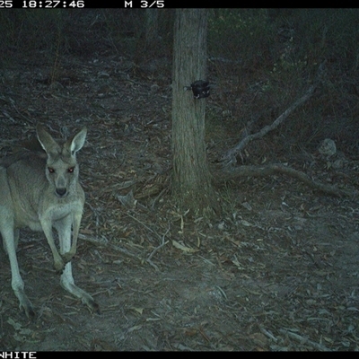Macropus giganteus (Eastern Grey Kangaroo) at Crowther, NSW - 25 Apr 2025 by Frecko