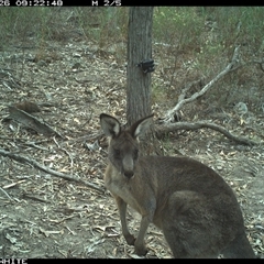 Macropus giganteus (Eastern Grey Kangaroo) at Crowther, NSW - 26 Apr 2025 by Frecko