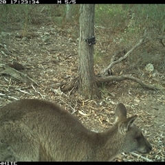 Macropus giganteus (Eastern Grey Kangaroo) at Crowther, NSW - 28 Apr 2025 by Frecko
