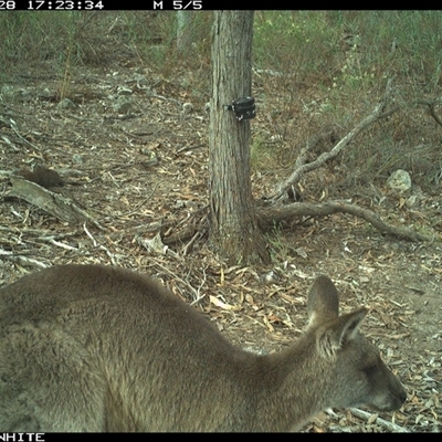 Macropus giganteus (Eastern Grey Kangaroo) at Crowther, NSW - 28 Apr 2025 by Frecko