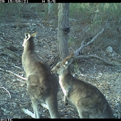Macropus giganteus (Eastern Grey Kangaroo) at Crowther, NSW - 29 Apr 2025 by Frecko