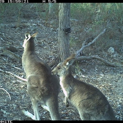 Macropus giganteus (Eastern Grey Kangaroo) at Crowther, NSW - 29 Apr 2025 by Frecko