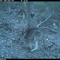 Macropus giganteus (Eastern Grey Kangaroo) at Crowther, NSW - 9 May 2025 by Frecko