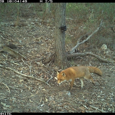 Vulpes vulpes (Red Fox) at Crowther, NSW - 28 Apr 2025 by Frecko