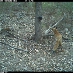 Vulpes vulpes (Red Fox) at Crowther, NSW - 29 Apr 2025 by Frecko