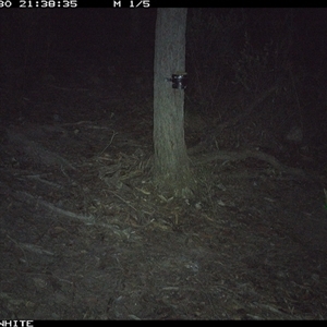 Vulpes vulpes (Red Fox) at Crowther, NSW - 30 Apr 2025 by Frecko