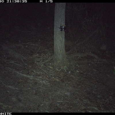 Vulpes vulpes (Red Fox) at Crowther, NSW - 30 Apr 2025 by Frecko