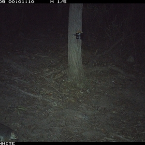 Pseudocheirus peregrinus (Common Ringtail Possum) at Crowther, NSW - 9 May 2025 by Frecko