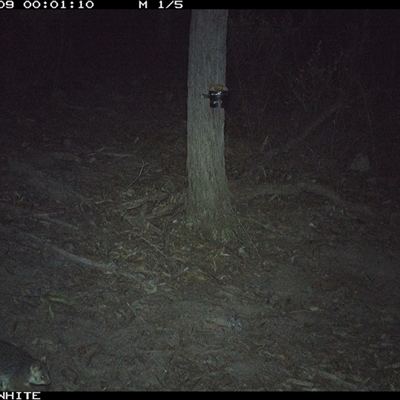 Pseudocheirus peregrinus (Common Ringtail Possum) at Crowther, NSW - 9 May 2025 by Frecko
