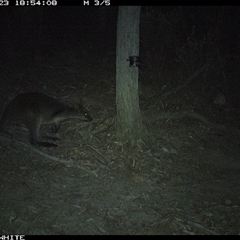 Wallabia bicolor (Swamp Wallaby) at Crowther, NSW - 23 Apr 2025 by Frecko