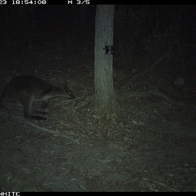 Wallabia bicolor (Swamp Wallaby) at Crowther, NSW - 23 Apr 2025 by Frecko