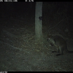 Wallabia bicolor (Swamp Wallaby) at Crowther, NSW - 25 Apr 2025 by Frecko